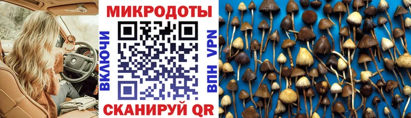 Купить  Краснодар  Псилоцибиновые грибы Psilocybe 
